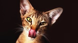 Razas de gato: Oriental
