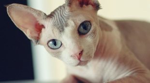 Razas de gato de pelo corto