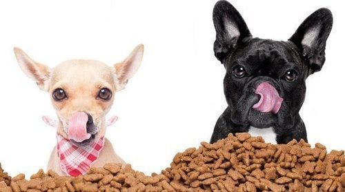 Alimentación perros sobrepeso