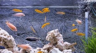 Iluminación de un acuario: todo lo que necesitas saber