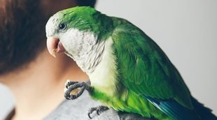 Las cotorras: por qué son una especie invasora