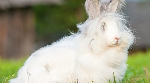 Conejo enano Angora