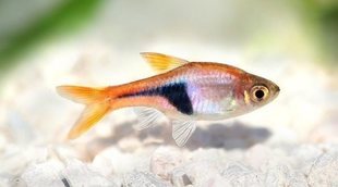 Peces de agua caliente