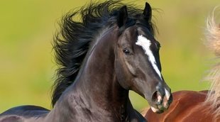 El lenguaje corporal de los caballos