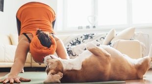 Doga: descubre el yoga para perros
