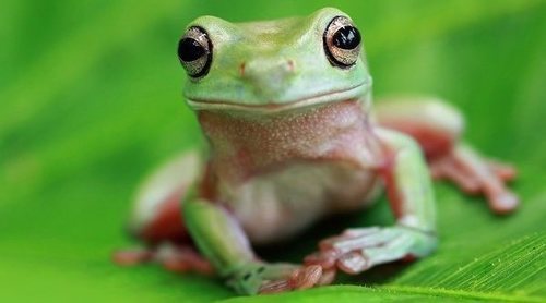 Cuidados básicos para tener una rana como mascota