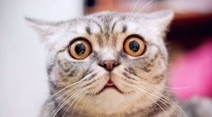 Estrabismo en gatos