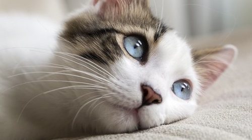 Cómo curar heridas a los gatos