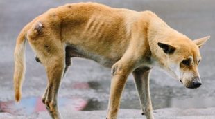 Anorexia en perros: cuidados y consejos