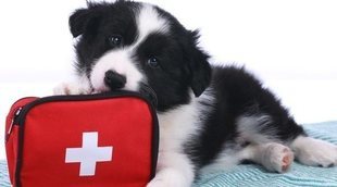Botiquín para perros: productos indispensables