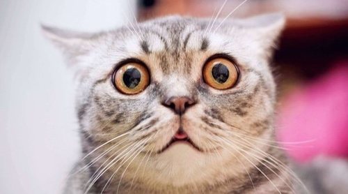 Mantenimiento Gato
