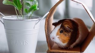 Cómo proteger a tu cobaya del frío