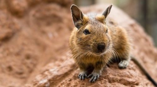 Conoce todo sobre los degús, una mascota menos conocida