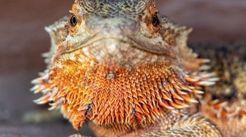 Pogona o dragón barbudo: conoce todo sobre este reptil
