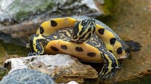 Tortuga de orejas amarillas: todo lo que debes saber