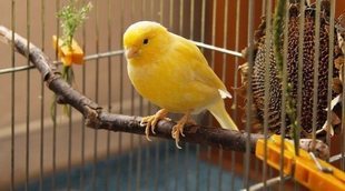 Cuánto cuesta tener un ave como mascota