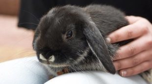 Cuánto cuesta tener un conejo como mascota