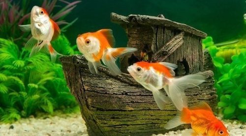Aquascaping o paisajismo acuático: todo lo que necesitas saber