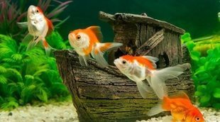Aquascaping o paisajismo acuático: todo lo que necesitas saber