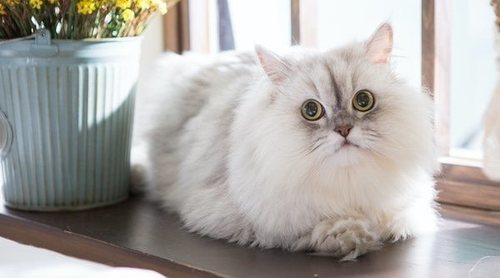 Tipos de gato Persa
