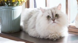 Tipos de gato Persa