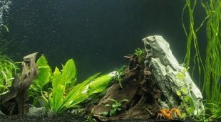 Cómo cambiar el agua del acuario: consejos