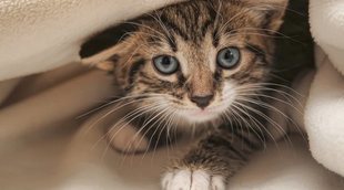 Cómo elegir a un gato: trucos para escoger al adecuado