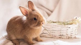 Tipos de heno para conejos