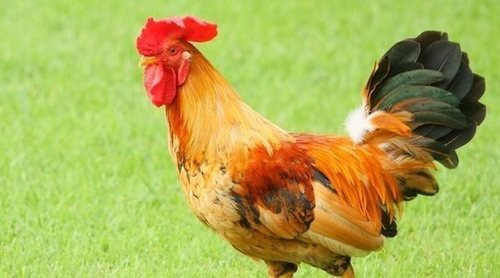 Tener gallinas como mascotas, ¿sí o no?