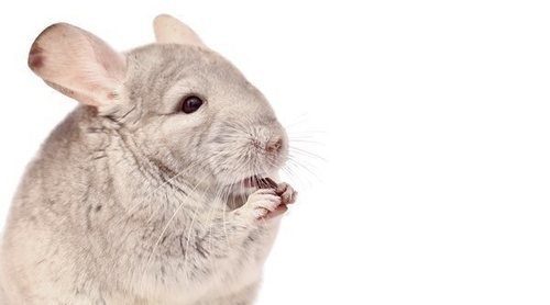 Enfermedades más comunes de las chinchillas