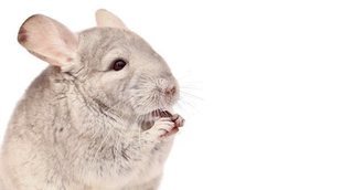 Enfermedades más comunes de las chinchillas