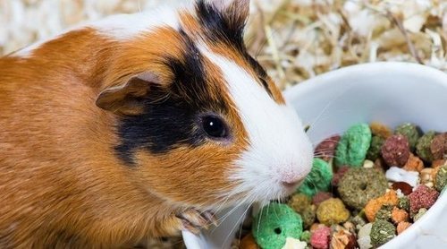 Alimentación de la cobaya