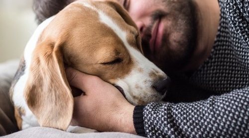 Cómo elegir a un perro: claves y consejos