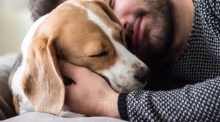 Cómo elegir a un perro: claves y consejos