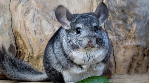 Enfermedades de las chinchillas