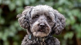 Razas de perro: Schnoodle