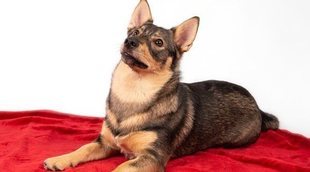 Vallhund sueco: conoce todo sobre esta raza de perro
