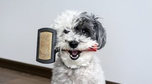 Tipos de cepillos para perros