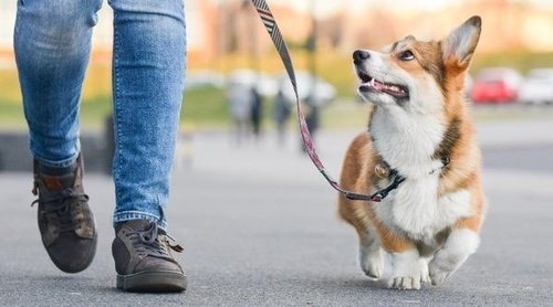 Adiestrador canino