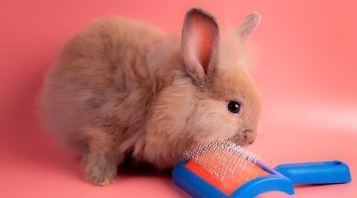 Accesorios para conejos