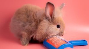 Accesorios para conejos