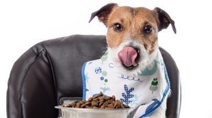 Errores en la alimentación de los perros