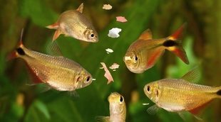 Comida casera para peces de acuario