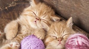 Aspectos relevantes en la educación de un gato